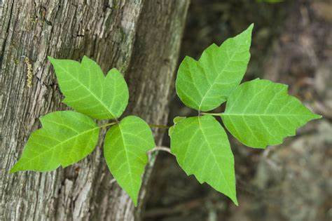 Poison Ivy Image