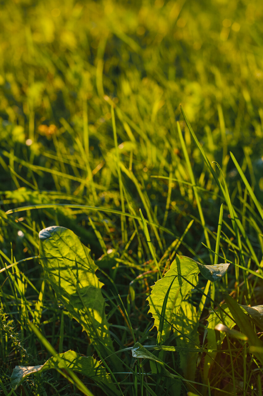 Close up image of dandelion leaves from www.magnific.com